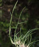 St. Augustine grass